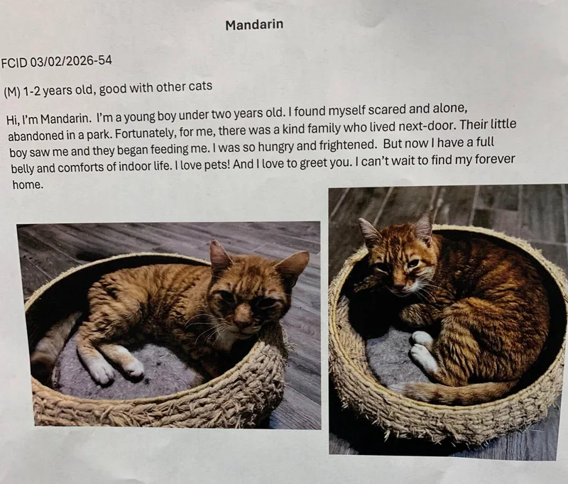 Mandarinc