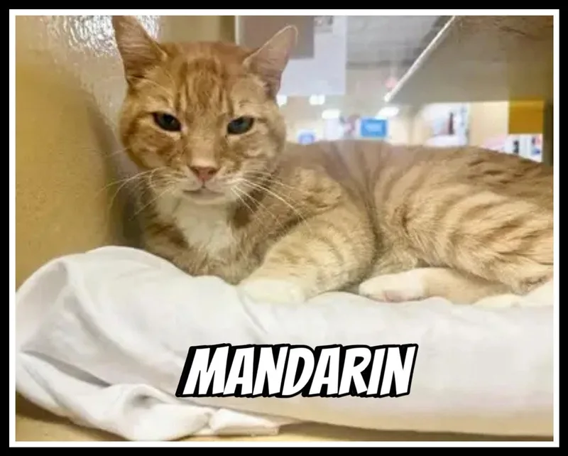 Mandarinc thumbnail 3