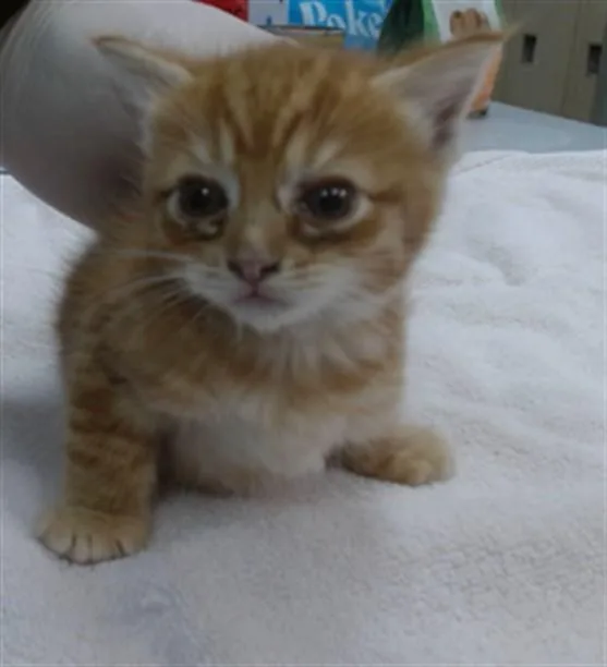 A baby small-sized male Domestic Short Hair cat named Chestnut for adoption in Salinas, CA