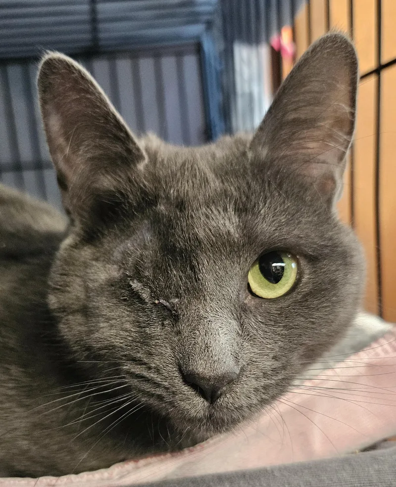 A young medium-sized female Gray / Blue / Silver Domestic Short Hair cat named Rainey for adoption in Berlin, CT