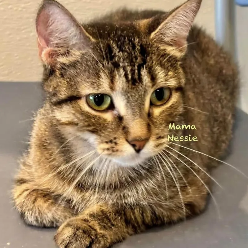 An adult medium-sized female Tabby (Brown / Chocolate) Domestic Short Hair cat named Mama Nessie for adoption in Palatine, IL