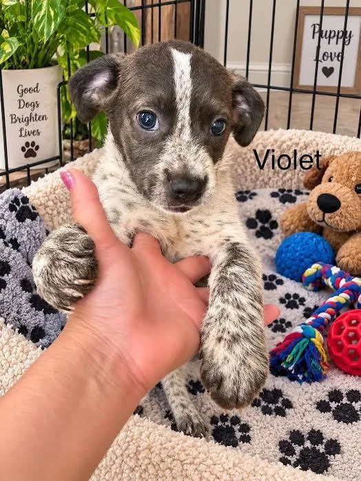 Violet