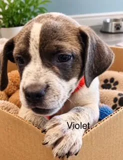 Violet thumbnail 2