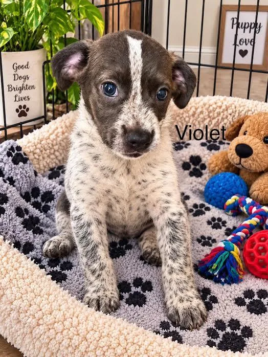 Violet thumbnail 3