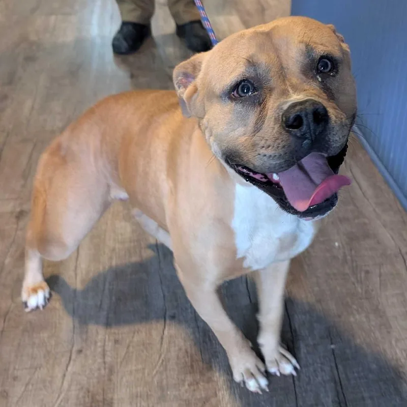 An adult medium-sized female Yellow / Tan / Blond / Fawn Pit Bull Terrier dog named Baby Girl for adoption in Jefferson city, TN