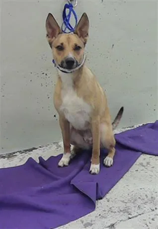 A young medium-sized female German Shepherd Dog dog named Gracie for adoption in Houston, TX