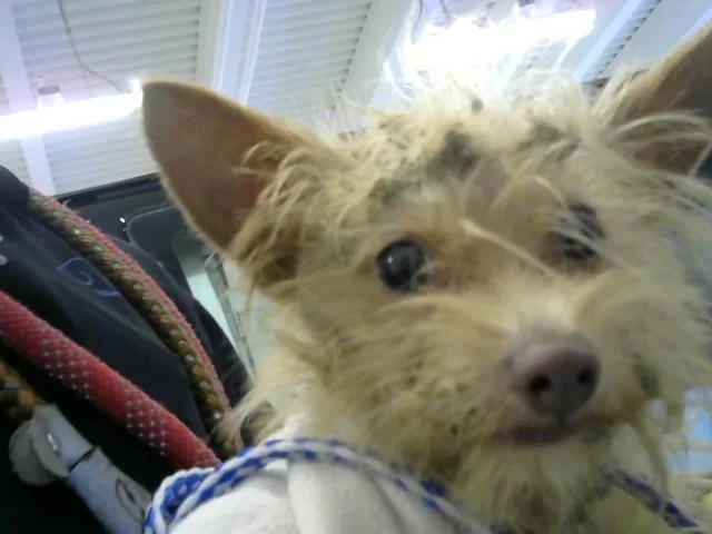 A young small-sized male Yorkshire Terrier dog named Cactus for adoption in Toledo, OH
