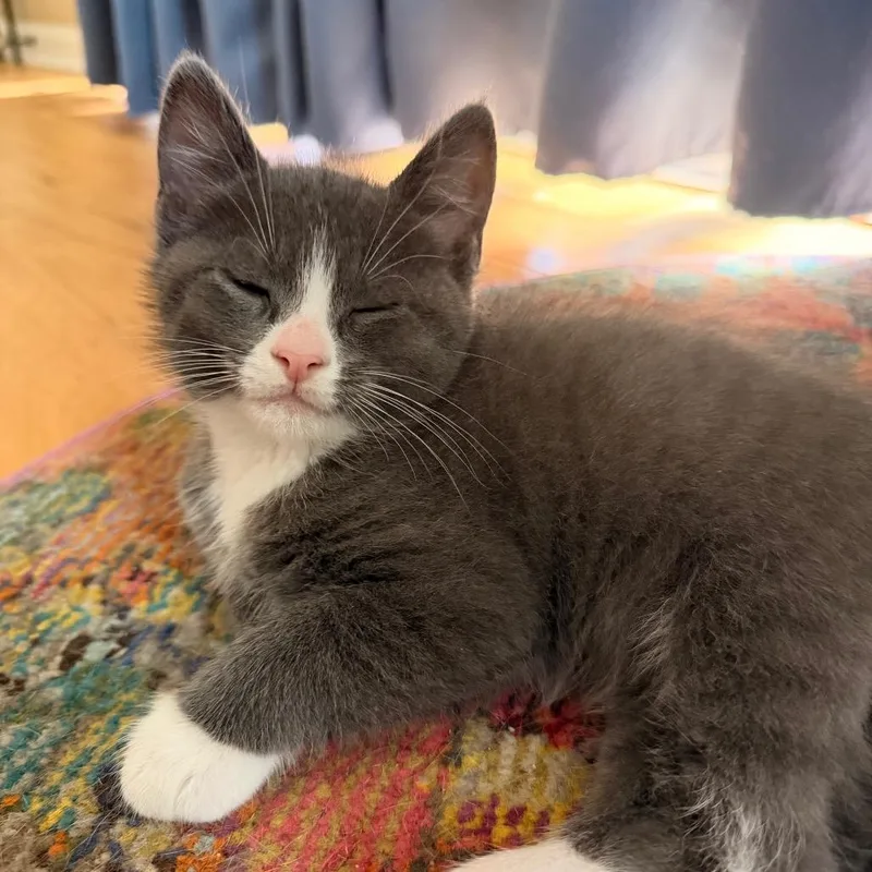 A baby small-sized male Gray / Blue / Silver Domestic Short Hair cat named Hitch Allen Ca for adoption in Tallahassee, FL