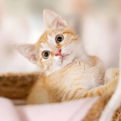 A baby small-sized female Orange / Red Domestic Short Hair cat named Beezus for adoption in Atlanta, GA
