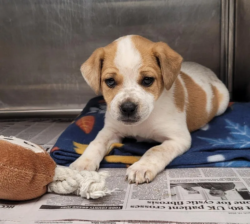 A baby small-sized female Hound dog named Princess for adoption in Hopkinsville, KY