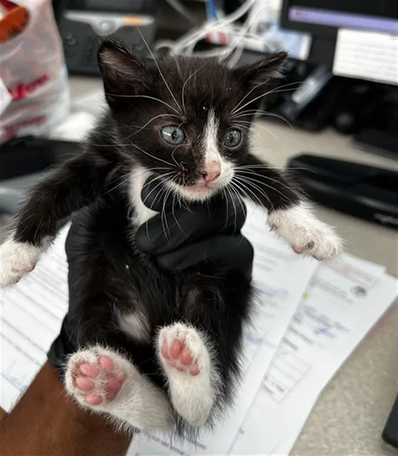 A baby medium-sized male Domestic Medium Hair cat named Tom for adoption in Dallas, TX