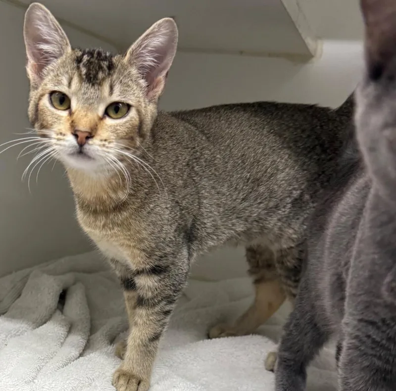 A baby small-sized female Domestic Short Hair cat named Torix for adoption in Sapulpa, OK