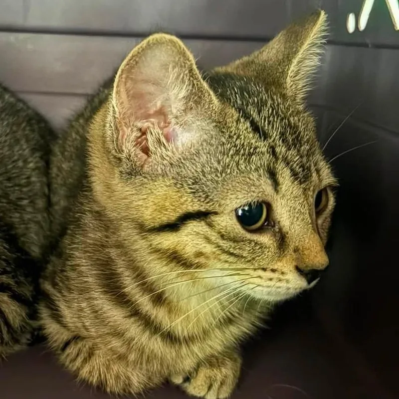 A baby small-sized female Brown / Chocolate Domestic Short Hair cat named Loretta for adoption in Johnstown, PA