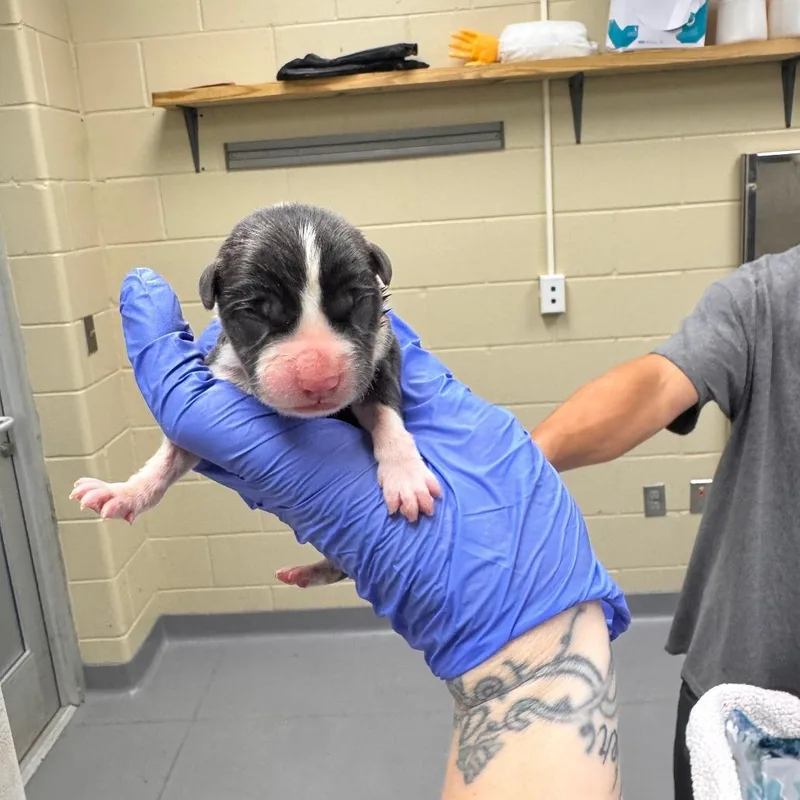 A baby medium-sized male Gray / Blue / Silver Mixed Breed dog named Cricket for adoption in Springboro, OH