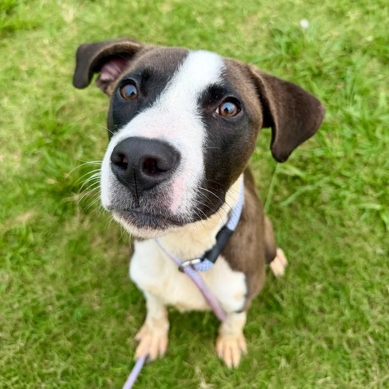 Zorro
