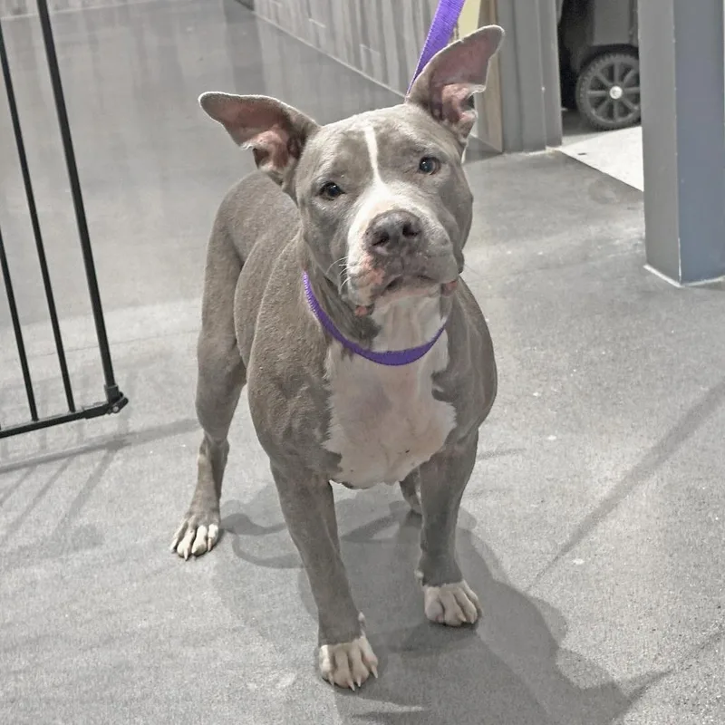 An adult large-sized female Gray / Blue / Silver Mixed Breed dog named Chickpea for adoption in Franklin, TN