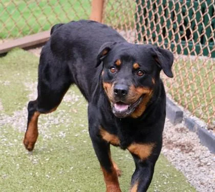 A young large-sized female Mixed Breed dog named Daphne for adoption in Athens, GA