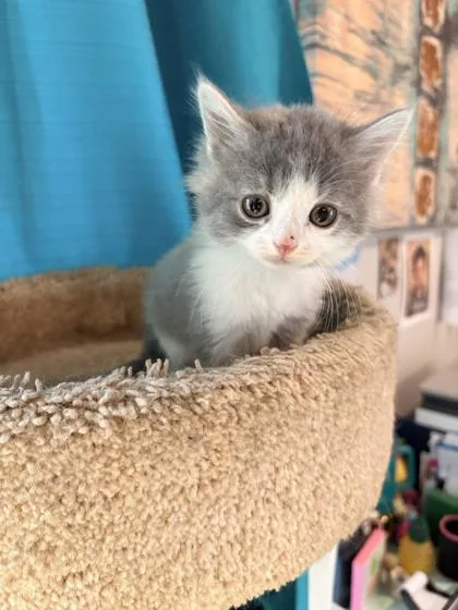 A baby small-sized female Domestic Long Hair cat named Stormfly for adoption in Paducah, KY
