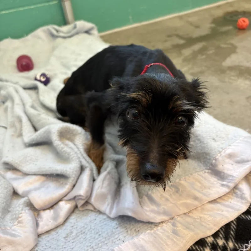 An adult small-sized female Black Mixed Breed dog named Carbon for adoption in Pittsburgh, PA