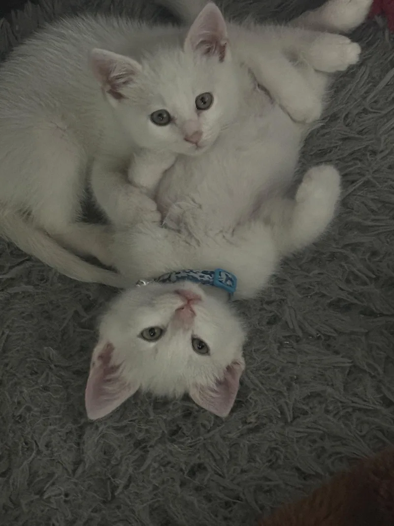A baby medium-sized male White Domestic Short Hair cat named Kadabra for adoption in San Jose, CA