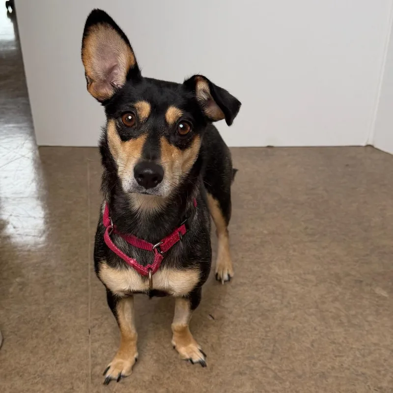 An adult small-sized female Black Chihuahua dog named Celeste for adoption in Palm Springs, CA