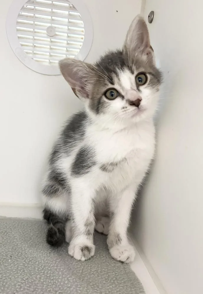 A baby small-sized female Gray & White Domestic Short Hair cat named Clover for adoption in Rochester, IN