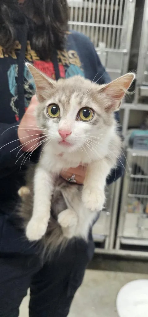 A baby medium-sized female Domestic Short Hair cat named Lime for adoption in Greensburg, IN