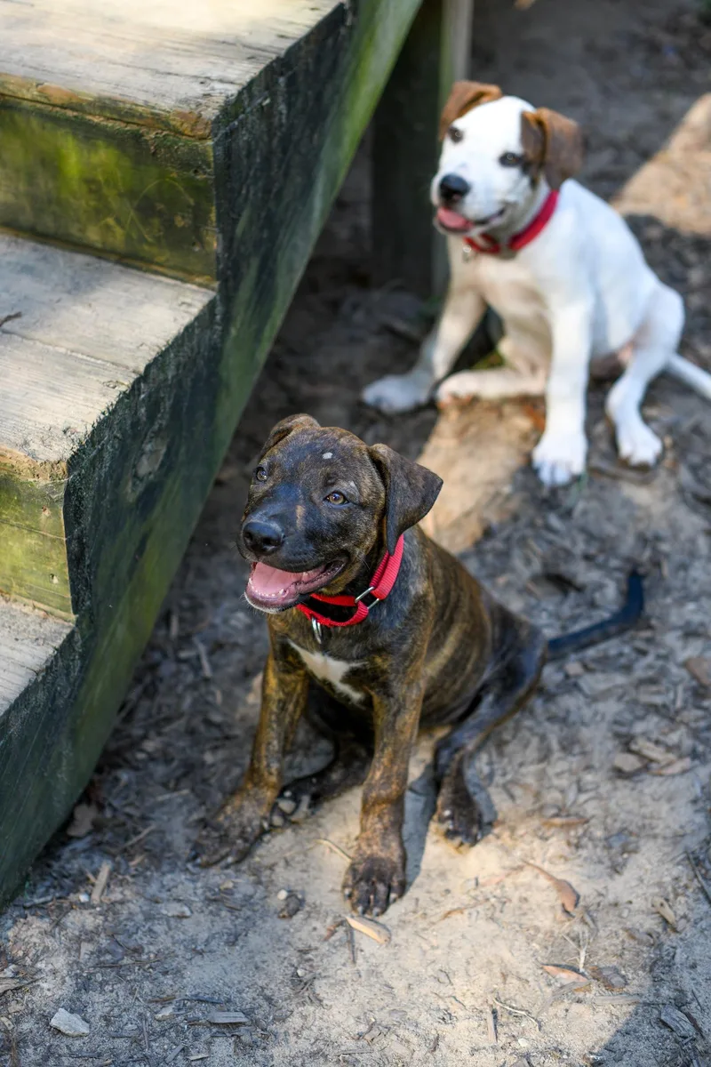 A baby medium-sized female Brindle Mixed Breed dog named Whimsy for adoption in BONIFAY, FL