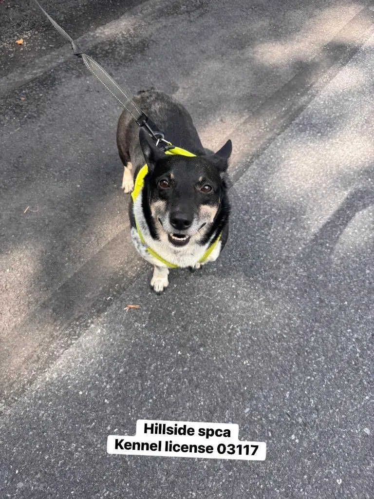 An adult small-sized male Corgi dog named Vinnie for adoption in Pottsville, PA