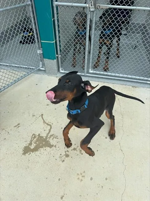 A baby medium-sized male Doberman Pinscher dog named Roma for adoption in Leesburg, VA