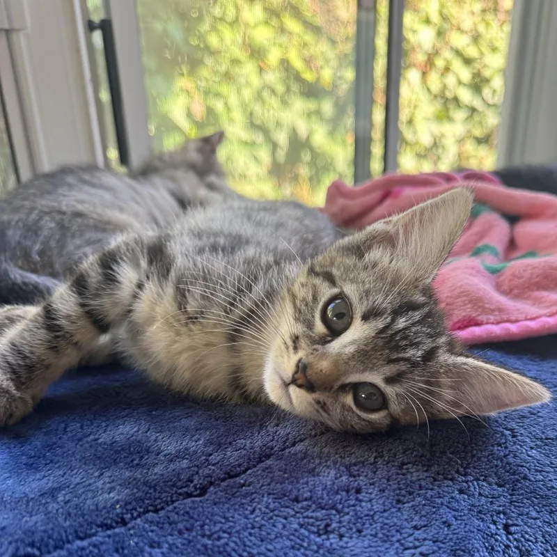 A baby small-sized female Gray / Blue / Silver Domestic Short Hair cat named Blossom for adoption in Ventura, CA
