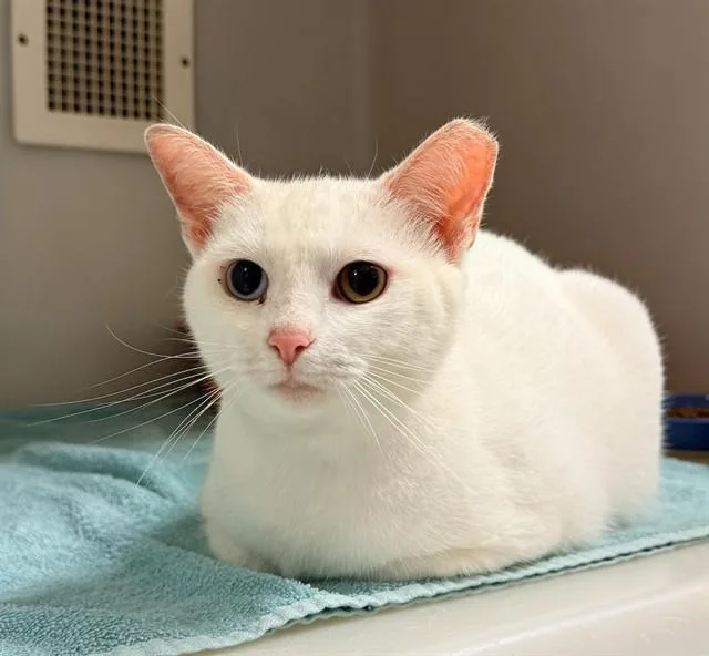 A baby medium-sized female Domestic Short Hair cat named Luna for adoption in Statesville, NC