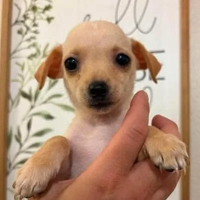 A baby small-sized female Yellow / Tan / Blond / Fawn Chihuahua dog named Aster for adoption in Alma, WI