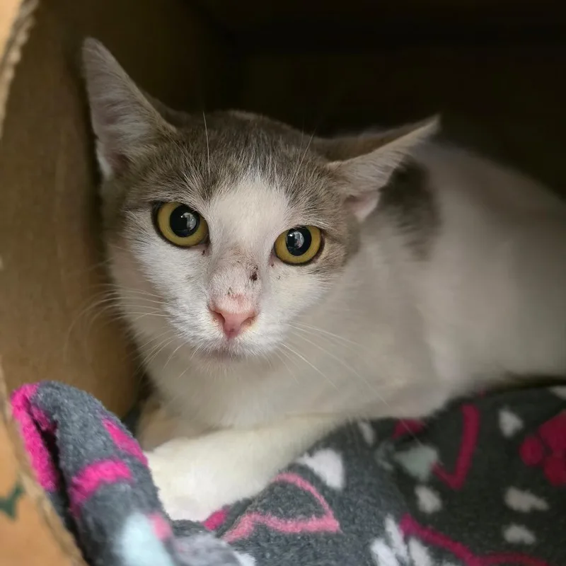 A young small-sized female White Domestic Short Hair cat named Cashmere for adoption in Fairport, NY