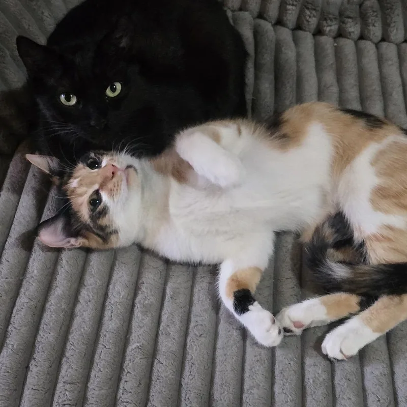 Luna With Freya thumbnail 4