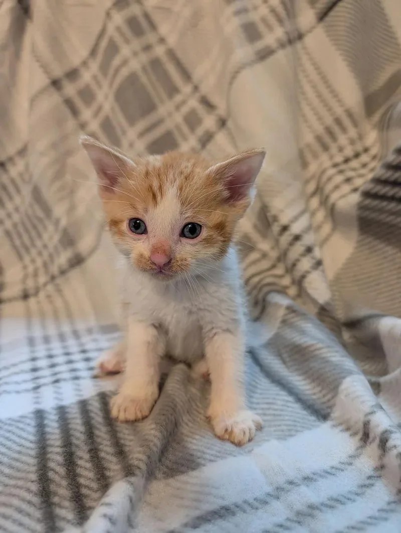 Ernie