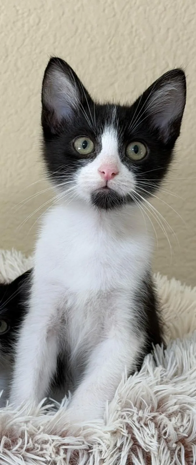 A young medium-sized male Black & White / Tuxedo Domestic Short Hair cat named Reed for adoption in Mission Viejo, CA