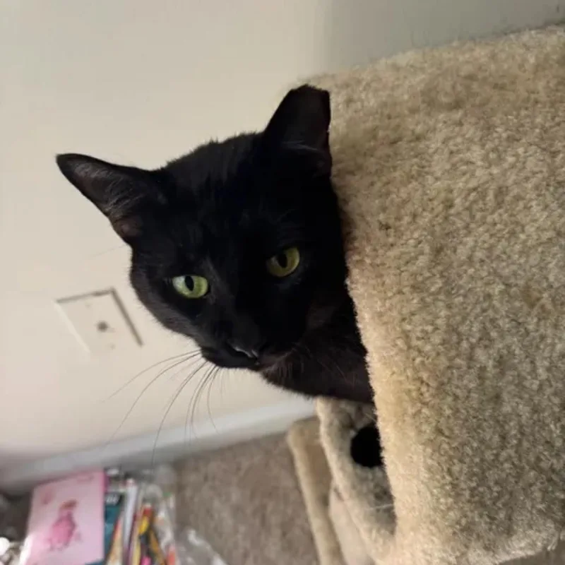 An adult medium-sized male Domestic Short Hair cat named Bob for adoption in Smyrna, GA