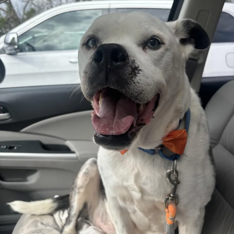 A senior large-sized male White / Cream Boxer dog named Stanley for adoption in Covington, GA