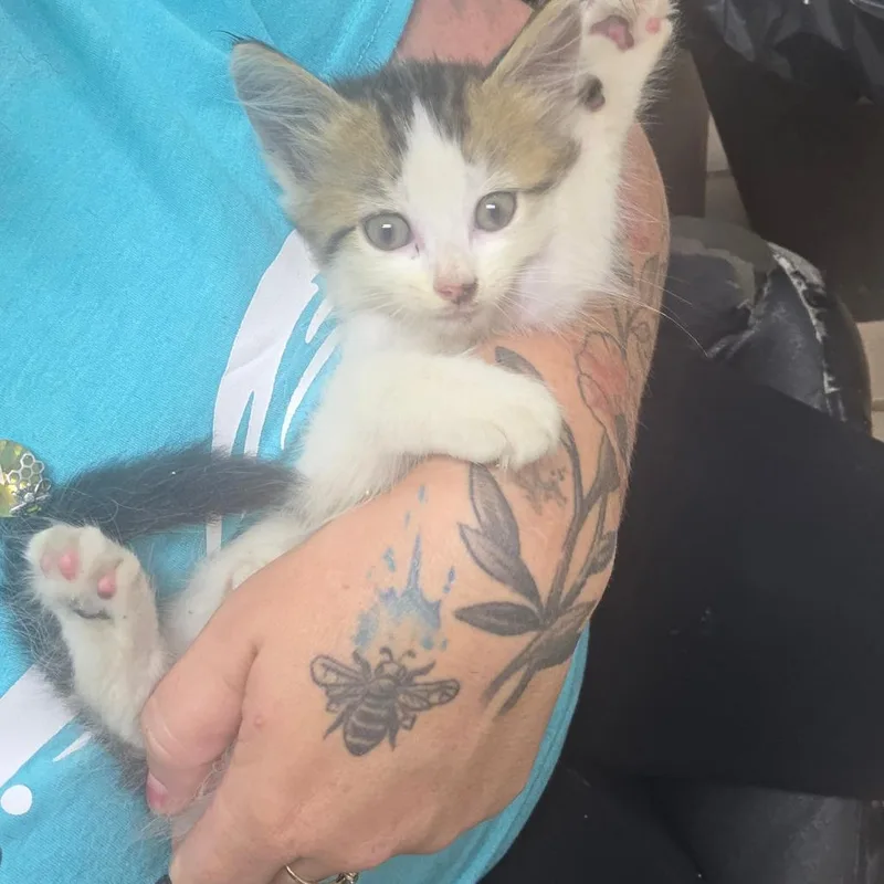 A baby small-sized female Domestic Long Hair cat named Sue for adoption in Starkville, MS