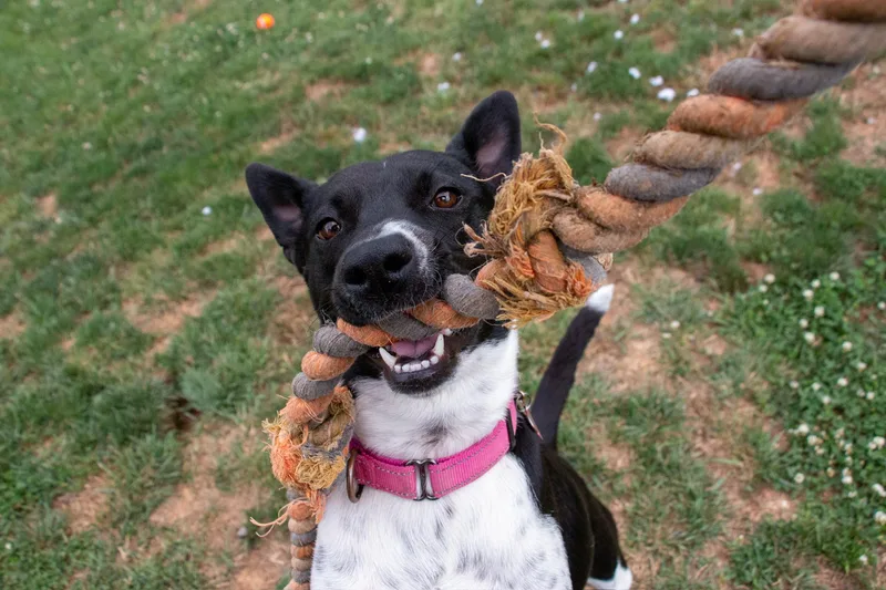 An adult medium-sized female Australian Cattle Dog / Blue Heeler dog named Charlee Girl for adoption in Houston, TX