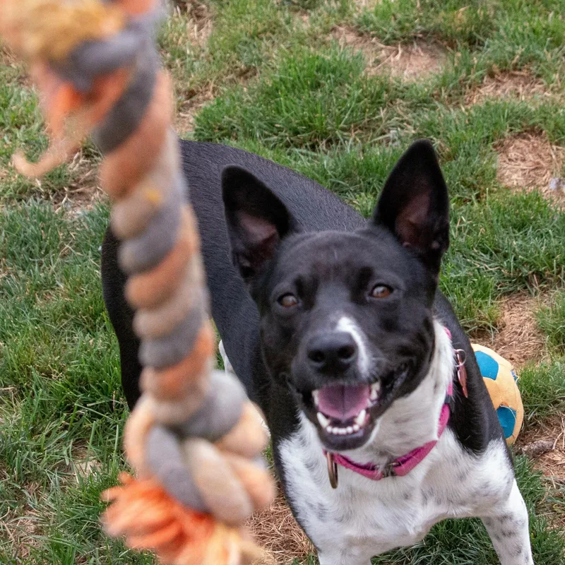 Charlee Girl thumbnail 2
