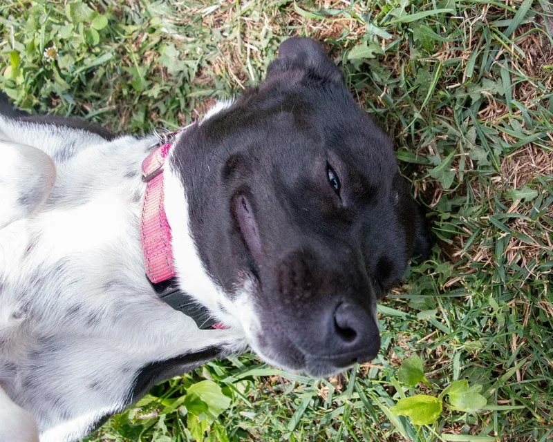 Charlee Girl thumbnail 5