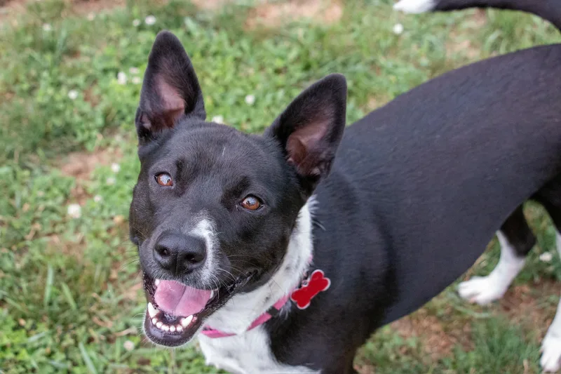Charlee Girl thumbnail 6