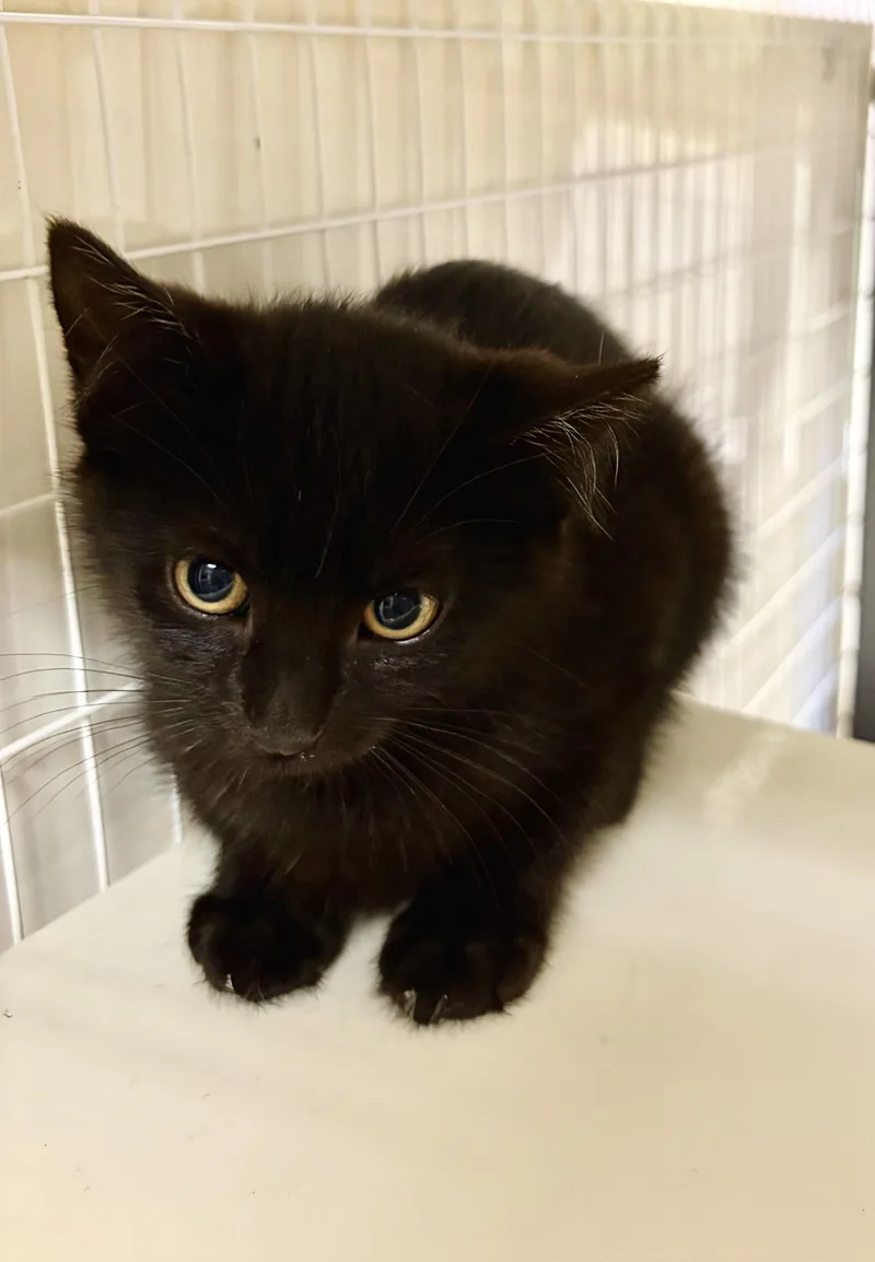 A baby small-sized female Tabby (Tiger Striped) Domestic Short Hair cat named June and Raven for adoption in Bothell, WA