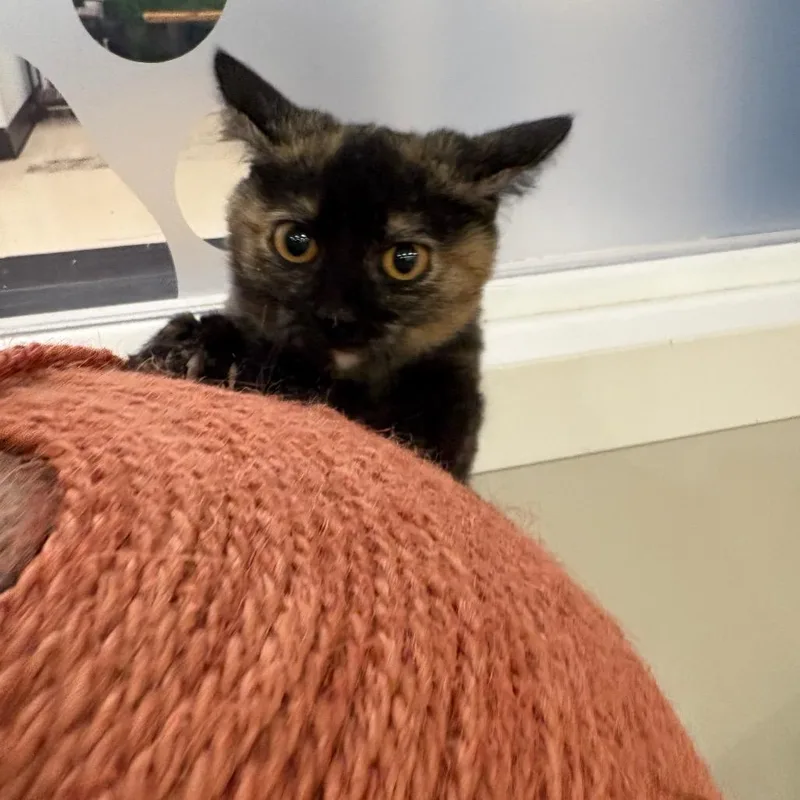 A baby small-sized female Domestic Medium Hair cat named Soleil for adoption in Spokane, WA