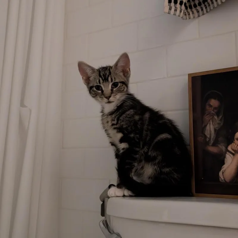 A baby small-sized male Brown / Chocolate Domestic Short Hair cat named Amazon for adoption in Middle Village, NY