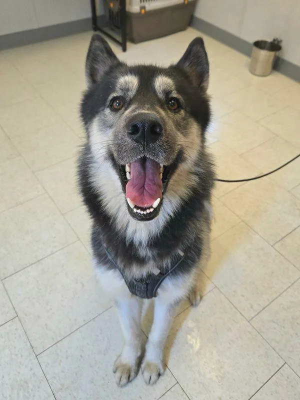 A young medium-sized male Siberian Husky dog named Mani for adoption in Skillman, NJ