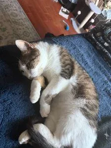 An adult small-sized female Domestic Short Hair cat named Julie for adoption in North Miami Beach, FL