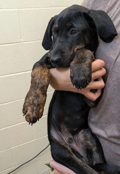 A young medium-sized male Mixed Breed dog named Thorton for adoption in Kalispell, MT